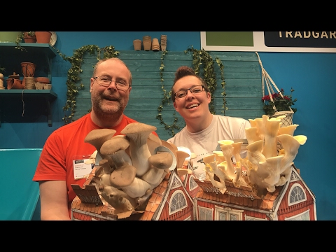 Så här odlar du egen svamp -både inomhus och utomhus! Live från Nordiska Trädgårdar