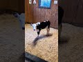 You Found Your Moo