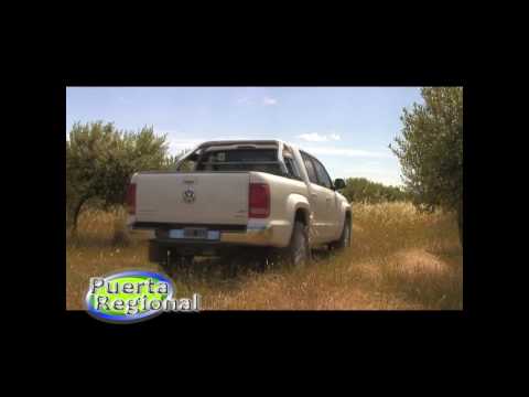 Producción de Aceite de Oliva en Cochrane (parte II)