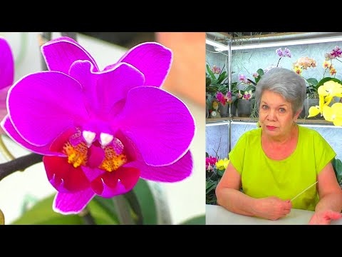 I'll tell you a secret: How do Siamese twins - orchids and mutant butterflies appear? Aminosil...