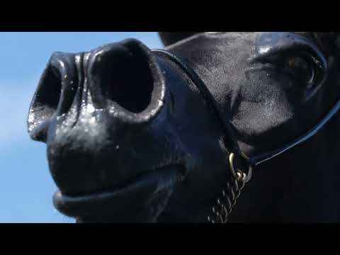 ⚜️ FONARYSA ⚜️ (Vitorio TO x Forlanda, by Eden C), 2022 SUMMER SALE