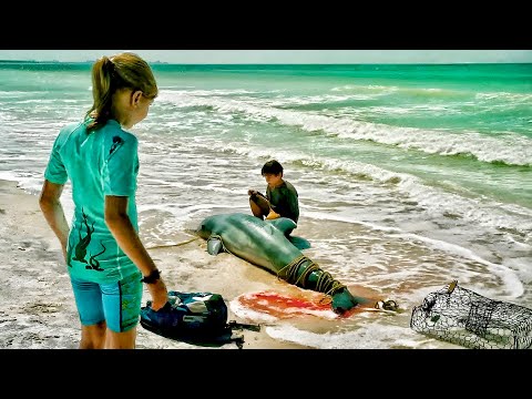 Real Story!! Kids Discover an Injured Dolphin on the Beach