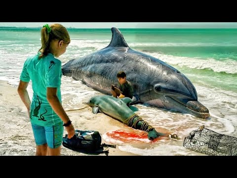 Real Story!! Kids Discover an Injured Dolphin on the Beach