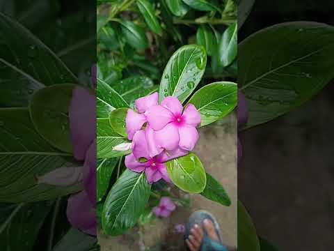 #assmesereels #flowers