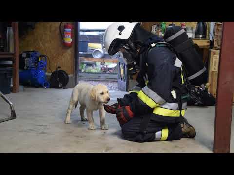 psieEgo.pl Socjalizacja międzygatunkowa - człowiek/ratownik w AODO.