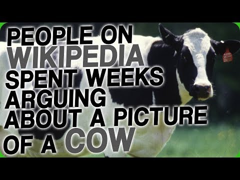 People on Wikipedia Spent Weeks Arguing About a Picture of a Cow Video
