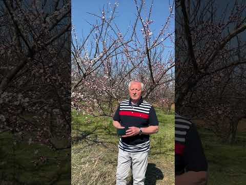 Dve sorte kajsija u jednom vocnjaku