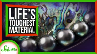 The Secrets of Life’s Toughest Material
