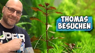 ROTE PFLANZEN BEI THOMAS (ZOOBOX) KAUFEN | ZOO & CO REMSCHEID | Aqua Update