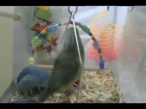 Watching Parrotlets Play...so relaxing you'll want to do it for hours. You've only got 3 minutes - great to watch at work when you need a little mind-break!