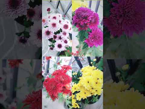 #flowers #plants#viralvideo #youtubeshorts #youtube #shortvideo #shortsvideo#trending