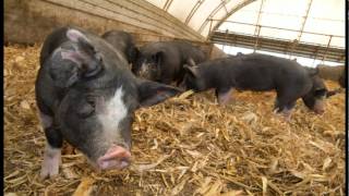 Heritage Berkshire Farm - 100% Berkshire Pork