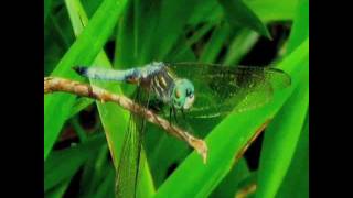 Daryl Hance "Dragonfly"