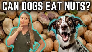 Can Dogs Eat Nuts Dr. Lindsay Butzer Veterinarian Explains!!!