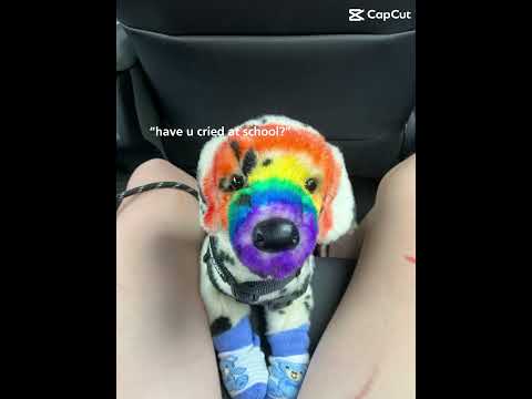 #doganxiety #anxiety #adhd #essa