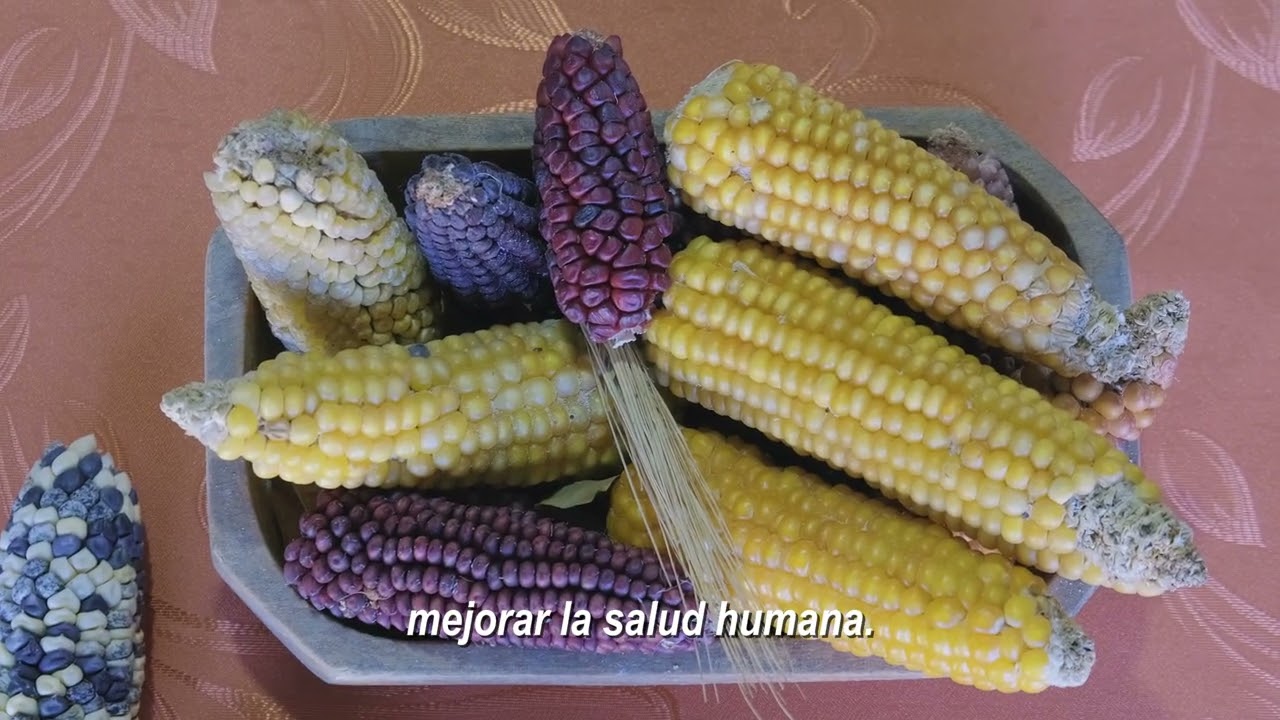 Sustitución de plaguicidas sintéticos mediante bioinsumos y prácticas agroecológicas en maíz