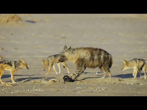 Jackal Pack vs Hyena: Food Fight | 4K UHD | Seven Worlds One Planet | BBC Earth