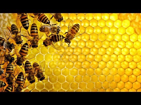 المراحل الكاملة لصنع العسل.. من النحلة للتعبئة