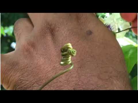 passion fruit flower hand pollinating #Easy way