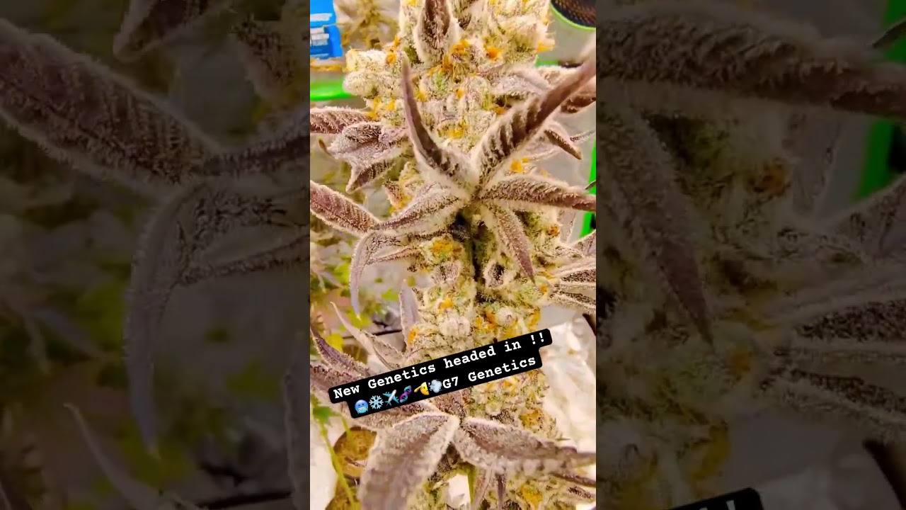 G7 FROSTY FRIDAY: Craziest Plant Genetics Ever!