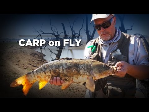 Fly Fishing for Carp (Sight Fishing)