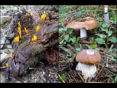 Der Bayern Sondler Teil 125 - Der Berg ruft