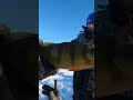 Video Thumbnail for Perch THIS Size Deserve Butter
