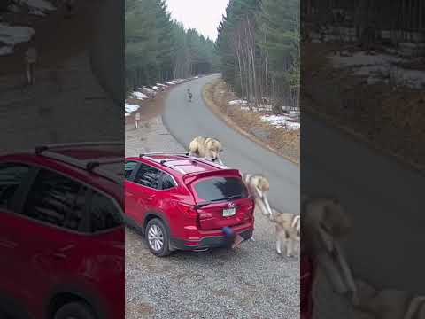 There Was No Bluff! Wolves Rushed Me! #wolves #animals #shorts