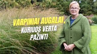 Želdynų dizainerės patarimai: kodėl verta rinktis varpinius augalus?