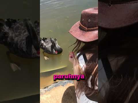 POV: ANGSA Jadi PEGAWAI DANAU🦢🤓#shortsviral