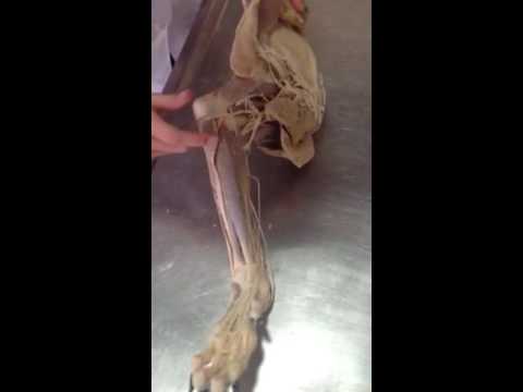 Muskeln Schultergliedmaße Anatomie tiermedizin