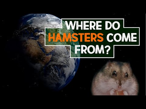 Where Do Hamsters Come From? | Hamster History!