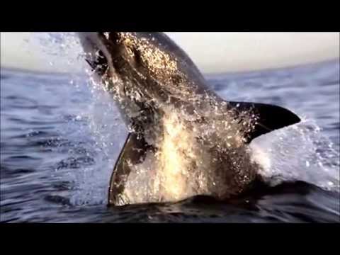 Virgil Enzinger   Ryuji Takeuchi   No Matter What