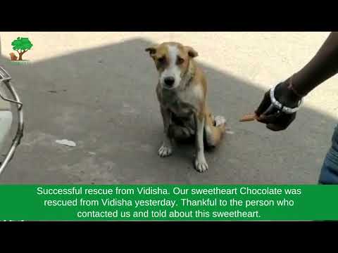 Successful rescue from Vidisha | Prakriti NGO