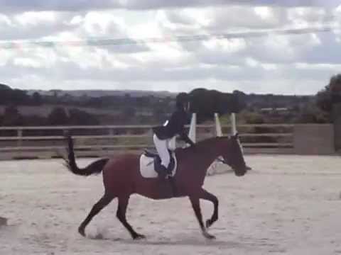 Show Jumping 2ft9