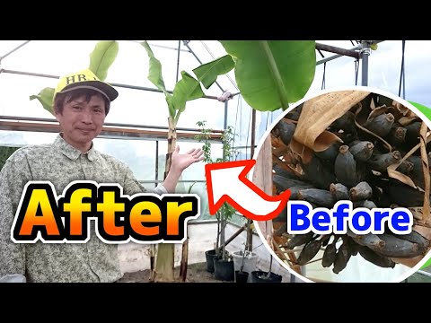 バナナの木を寒さに耐えて越冬させるための役立つヒントはありますか?  庭園