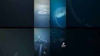 Download lagu jangan lupa follow akun tiktok nya ya jedag jedug monster laut mp3