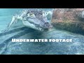 Swimming With A Crocodile And Caiman Underwater Footage