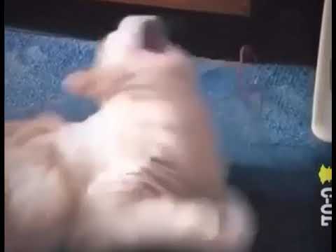 Dont do this plese #pussy #cat #rubberband