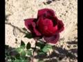Desert Rose 3.wmv 