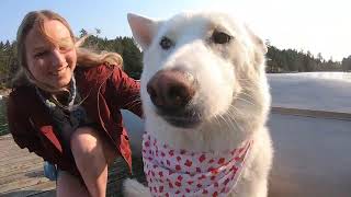 My Husky Steals My Girlfriend's Heart On Camera 😡