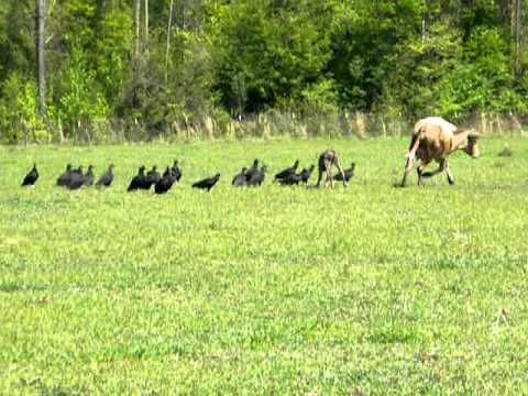 Cows Defending Calf from Vultures (Buzzards)