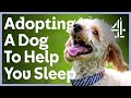 Could You Give This Nervous Dog A Home? | The Dog House