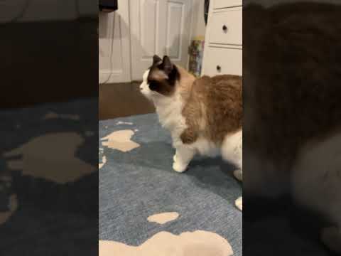 the fur goblin #shorts