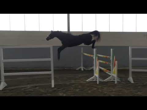 Hof Brüning - Callisto v. Conthargos - Heraldik xx, Wallach, geb. 2021