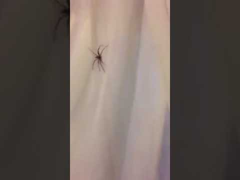 That time we were drunk and a giant Spider stole our bed - warning - bad language - sorry 🙈