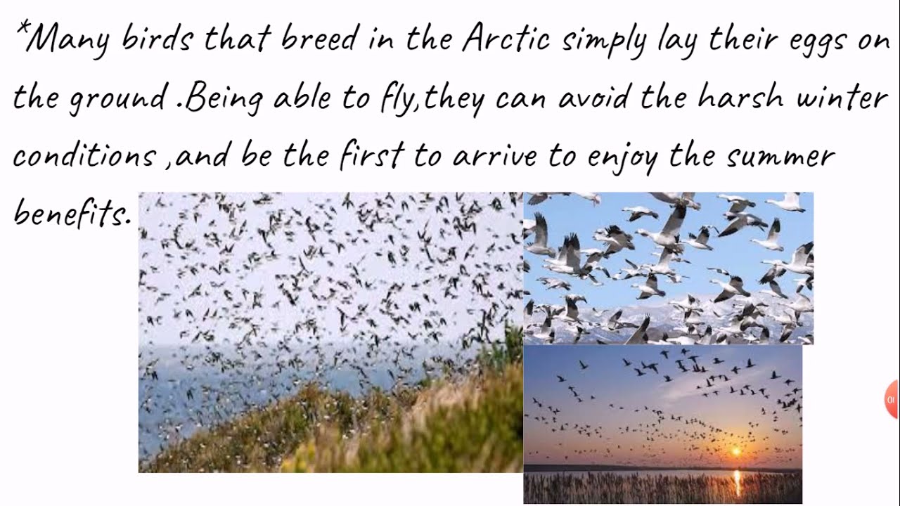 PPT on Migration of birds