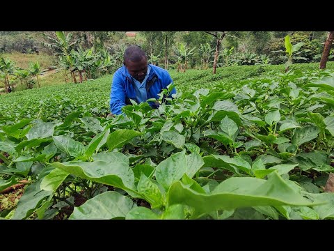 Formation culture intensive de poivron. Comment obtenir 90 tonnes sur un hectare de culture