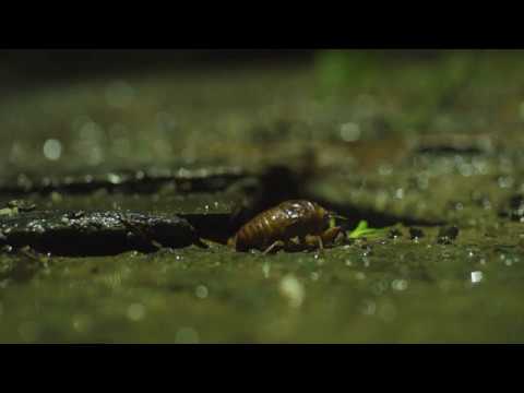 人文社会学科 【不在の時間#25】梅雨の蝉　愛知大学豊橋キャンパスの様子