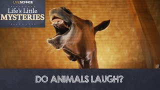 Do Animals Laugh